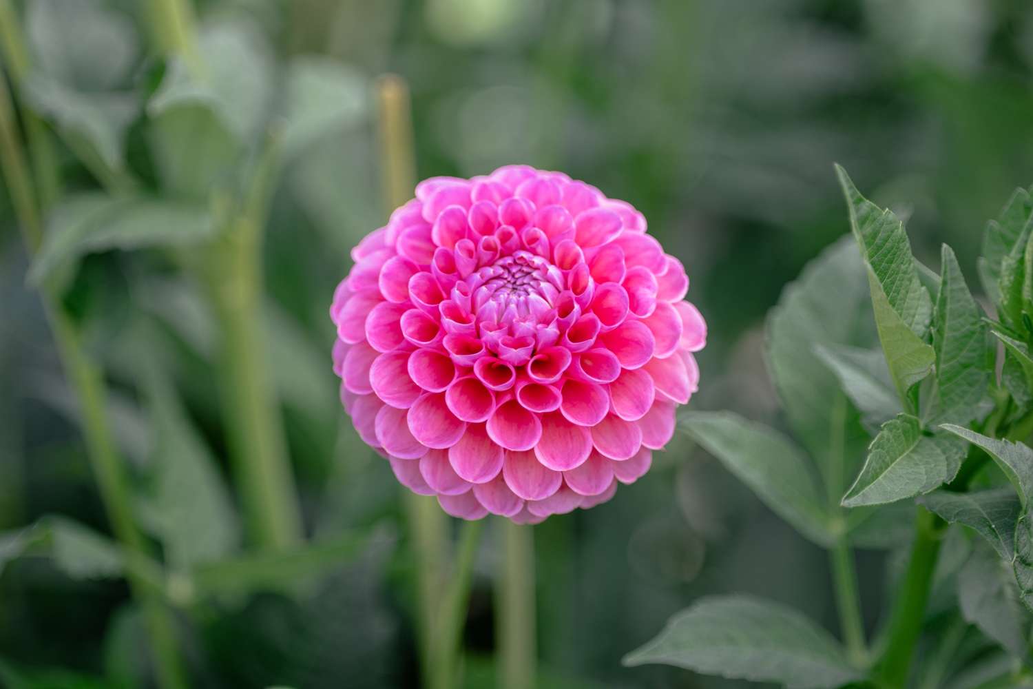 Daalia 'Jowey Frambo'